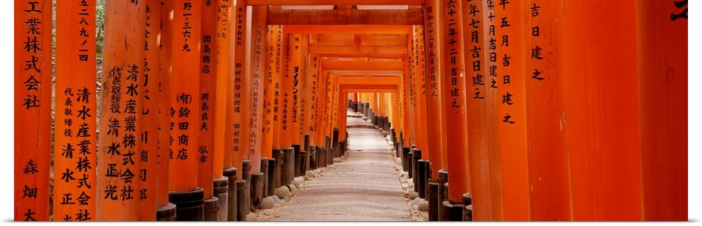 Panoramic photo on canvas of the orange Japanese gates with Japanese writing on them that form a tunnel.