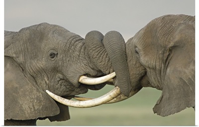 Two African elephants fighting in a field, Ngorongoro Crater, Arusha Region, Tanzania (Loxodonta africana)