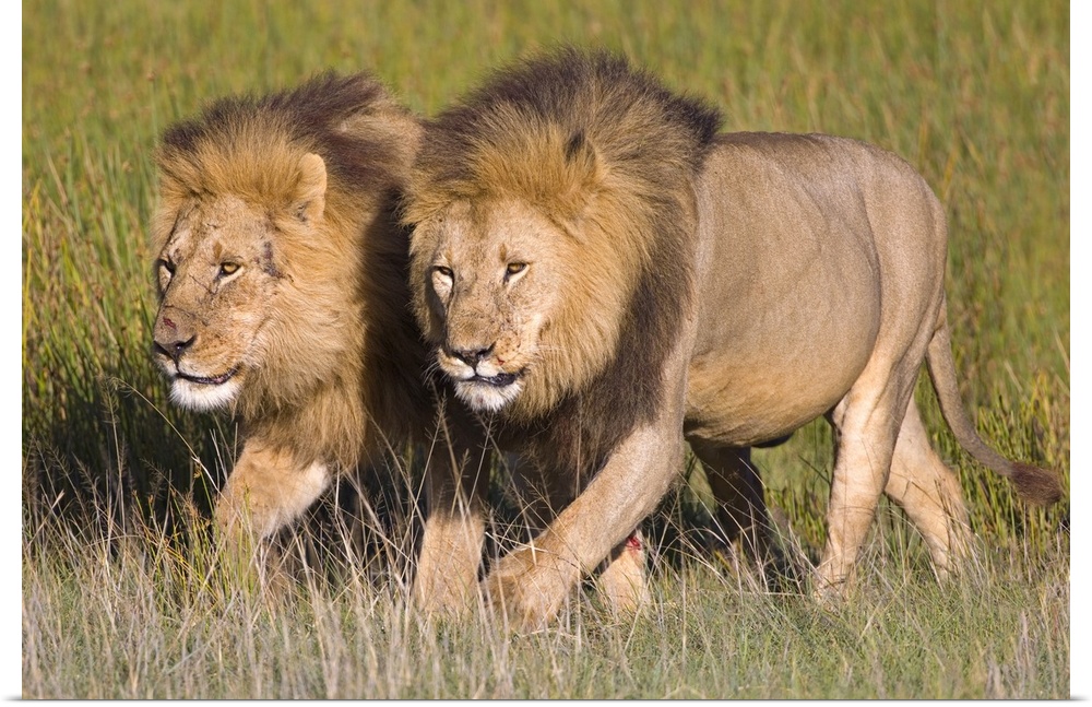 Horizontal, oversized photograph of two male lions walking side by side amongst tall grasses in the Ngorongoro Conservatio...
