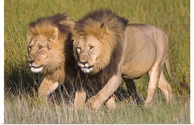 Two lion brothers walking in a forest, Ngorongoro Conservation Area, Arusha Region, Tanzania (Panthera leo)