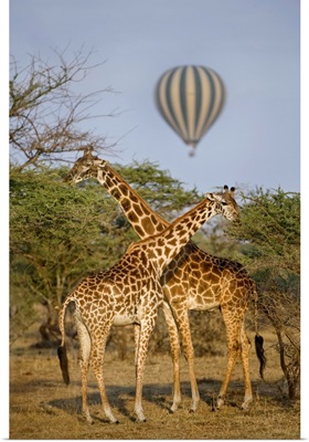 Two Masai giraffes and a hot air balloon, Tanzania