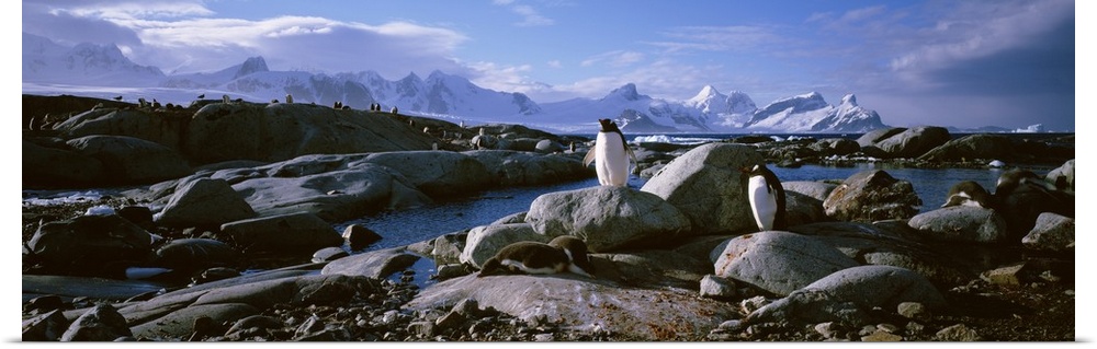 Two penguins standing on rocks, Peterman Island
