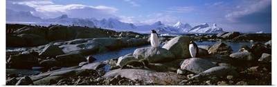 Two penguins standing on rocks, Peterman Island