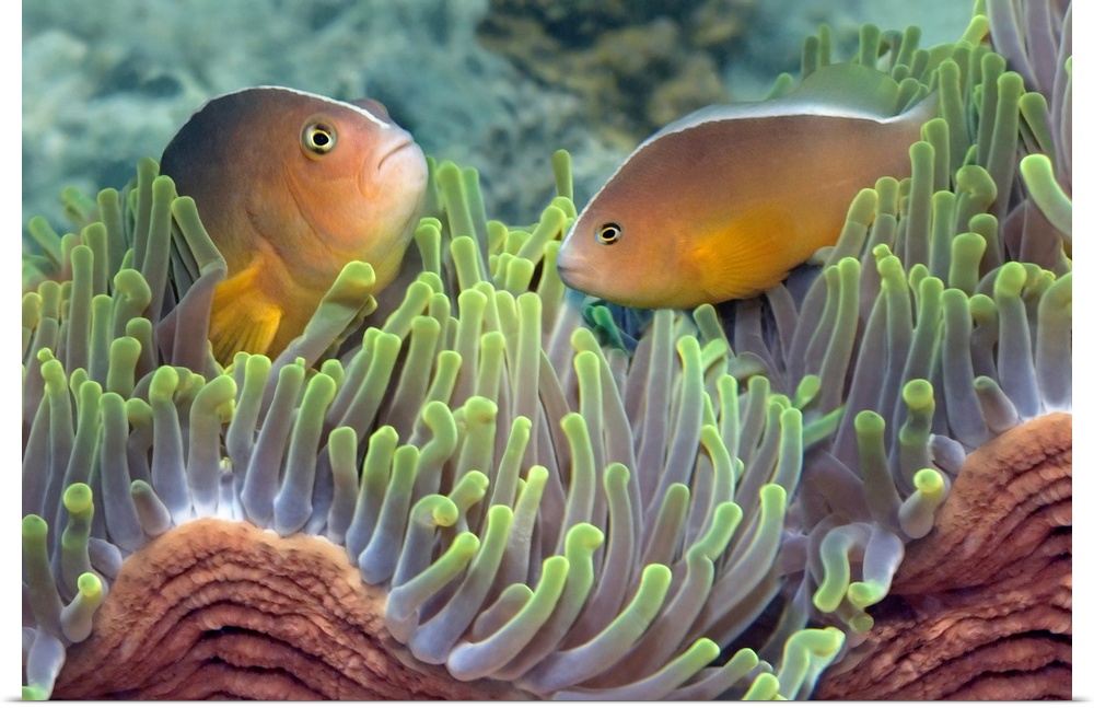 Big, horizontal photograph of two skunk anemone fish facing each other while emerging from a waving, Indian bulb anemone i...