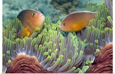 Two Skunk Anemone fish and Indian Bulb Anemone