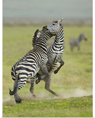 Two zebras fighting in a field, Ngorongoro Conservation Area, Arusha Region, Tanzania (Equus burchelli chapmani)