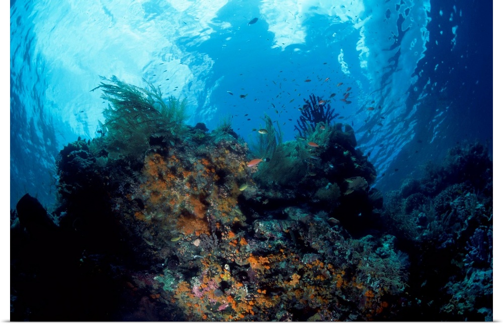 Underwater coral head with tropical fish and invertebrates, Maldives