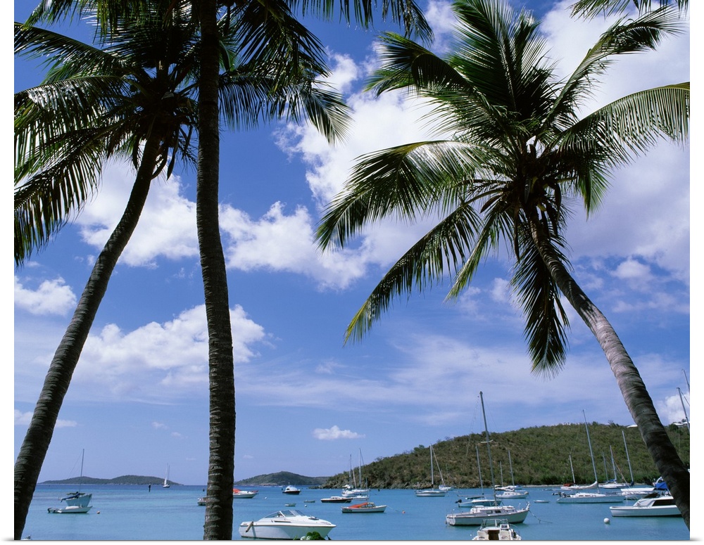 Tropical themed photo canvas with tall palm trees in front of an ocean full of a mixture of type of boats.