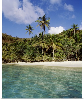 US Virgin Islands, St. John, Palm tree on the Gibney's Beach