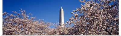 US, Washington DC, Washington Monument with Cherry Blossoms