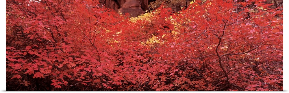 US, Zion National Park, Fall Color