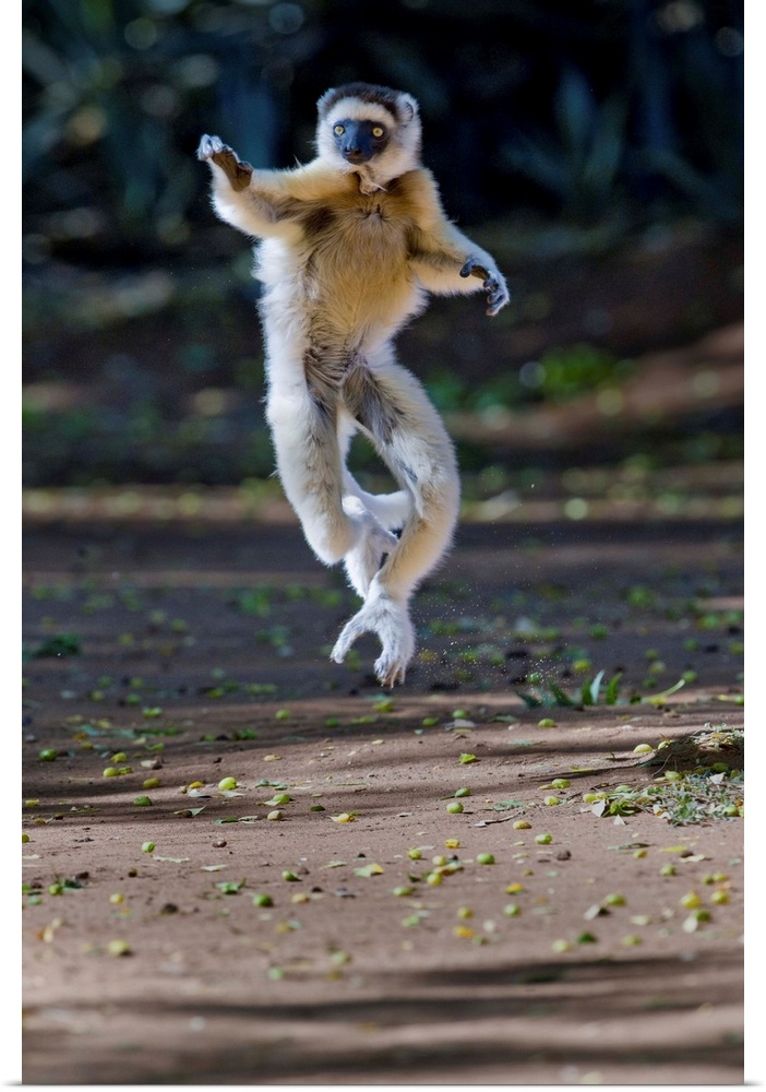 Verreaux's sifaka (Propithecus verreauxi) lemur dancing, Madagascar