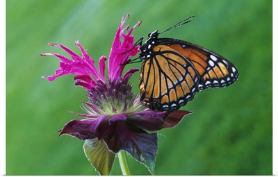 Viceroy butterfly (Limenitis archippus) on bee balm flower blossom, selective focus, Michigan