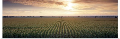 View of Corn field at sunrise, Sacramento, California