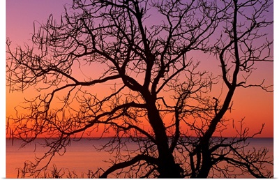 View of ocean through silhouetted tree branches, dawn, Maryland