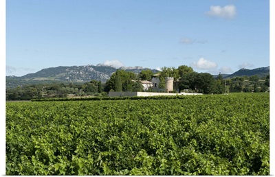 Vine crop in a field, Carpentras, Vaucluse, Provence-Alpes-Cote d'Azur, France