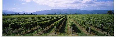 Vine crop in a field, Marlborough, South Island, New Zealand