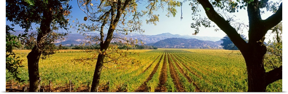 Large panoramic print of a vineyard with rolling mountains in the background.