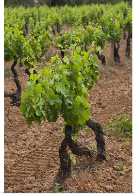 Vines in a vineyard, Jerzu, Ogliastra, Sardinia, Italy