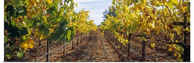 Vines in a vineyard Napa Napa County California