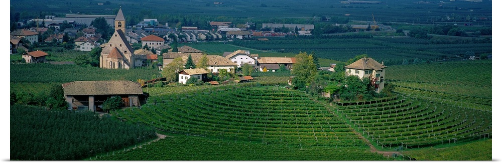 Vineyard Adige Valley Trentino-Alto-Adige Italy