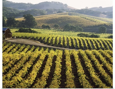 Vineyard at Domaine Carneros Winery, Sonoma Valley, California