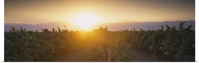 Vineyard at sunrise, Kern County, California