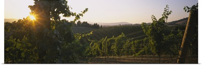 Vineyard at sunset, Napa Valley, California
