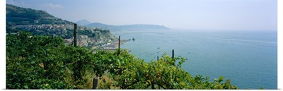 Vineyard at the coast, Marina Di Vietri, Amalfi Coast, Campania, Italy