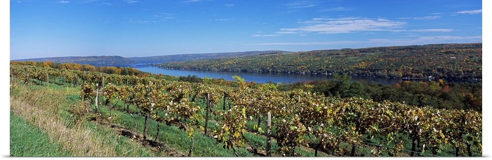 Vineyard at the lakeside, Keuka Lake, Finger Lakes, New York State