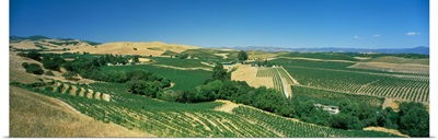 Vineyard, Carneros District, Napa Valley, Napa County, California