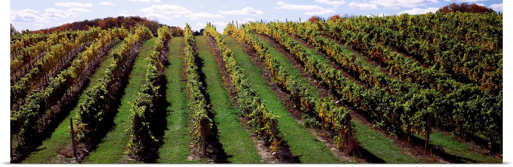 Vineyard, Chateau Chantal Winery, Traverse City, Grand Traverse County, Michigan