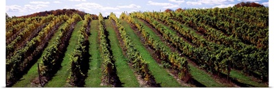 Vineyard, Chateau Chantal Winery, Traverse City, Grand Traverse County, Michigan