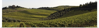 Vineyard, Chianti Region, Radda in Chianti, Siena Province, Tuscany, Italy