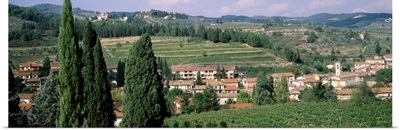 Vineyard Chianti Tuscany Italy