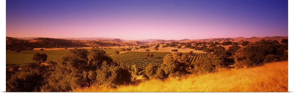 Vineyard, Firestone Vineyard, Los Olivos, Santa Ynez Valley, Santa Barbara County, California