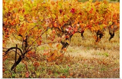 Vineyard in autumn, Gaillac, Tarn, Midi-Pyrenees, France