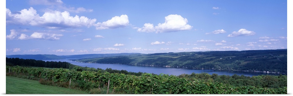 Vineyard Keuka Lake Finger Lakes Region NY
