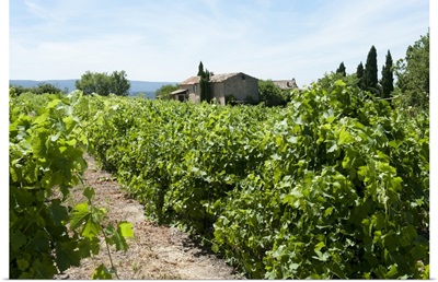 Vineyard, Luberon, Vaucluse, Provence-Alpes-Cote d'Azur, France