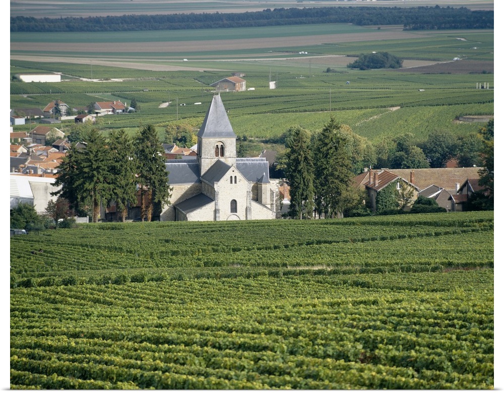 Vineyard near a village, Le Mesnil-Sur-Oger, Cote Des Blancs, Champagne, France