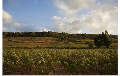 Vineyard near Cruzy, Languedoc Roussillon, France
