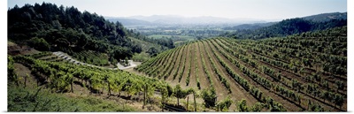 Vineyard, Newton Vineyard, St. Helena, Napa Valley, Napa County, California