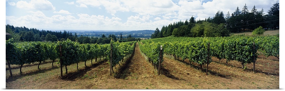 Vineyard on a landscape, Adelsheim Vineyard, Newberg, Willamette Valley, Oregon, USA