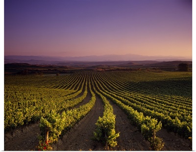 Vineyard on a landscape at dusk, St. Tropez, Provence, Provence-Alpes-Cote Dazur, France