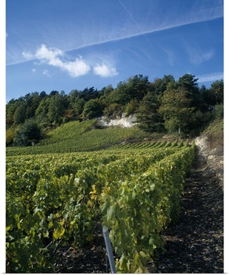 Vineyard on a landscape, Ay, Champagne, France