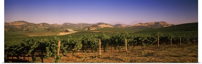 Vineyard on a landscape Carneros District Napa Valley Napa County California