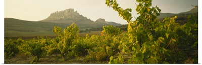 Vineyard on a landscape, La Rioja, Cellorigo, Spain