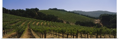 Vineyard on a landscape, Napa Valley, California