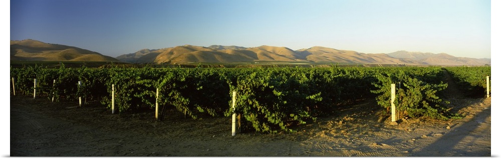Vineyard on a landscape, Santa Ynez Valley, Santa Barbara County, California