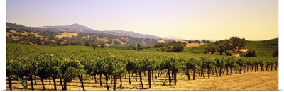 Vineyard Sonoma Co CA